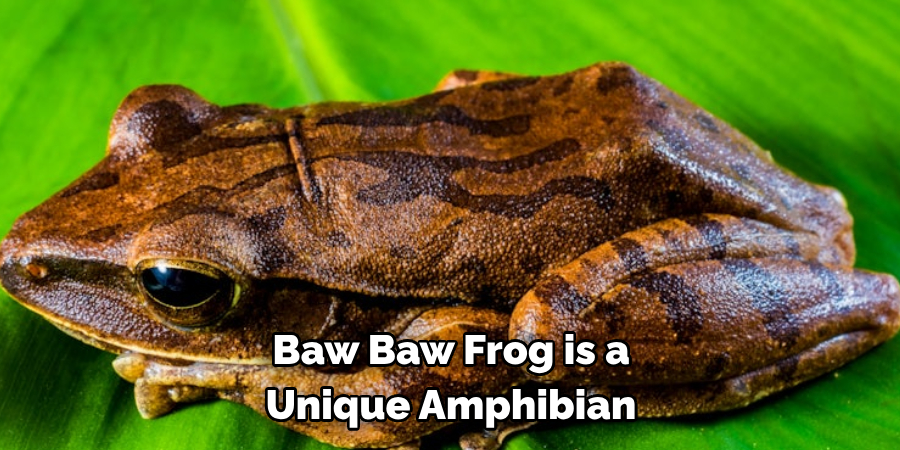 Baw Baw Frog is a 
Unique Amphibian