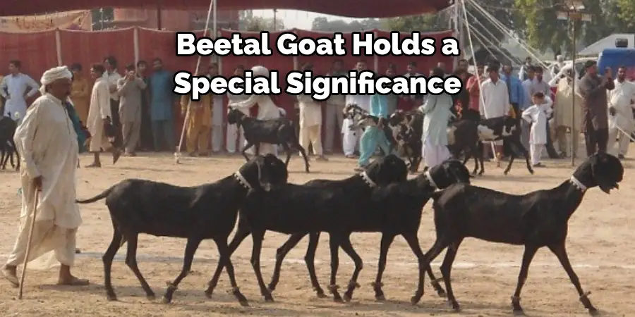 Beetal Goat Holds a 
Special Significance