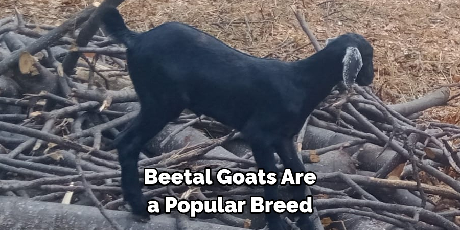 Beetal Goats Are 
a Popular Breed