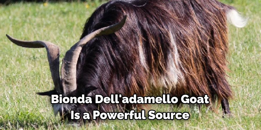 Bionda Dell'adamello Goat 
Is a Powerful Source