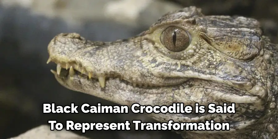 Black Caiman Crocodile is Said
To Represent Transformation
