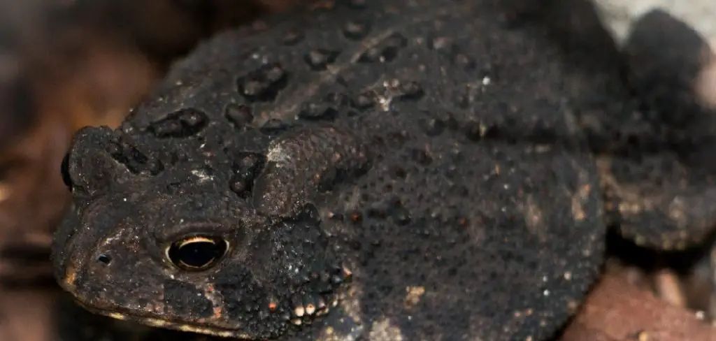 Black Toad Spiritual Meaning