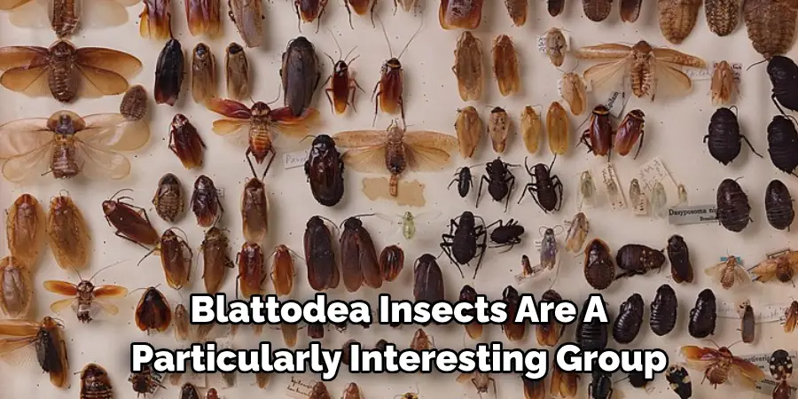 Blattodea Insects Are A 
Particularly Interesting Group