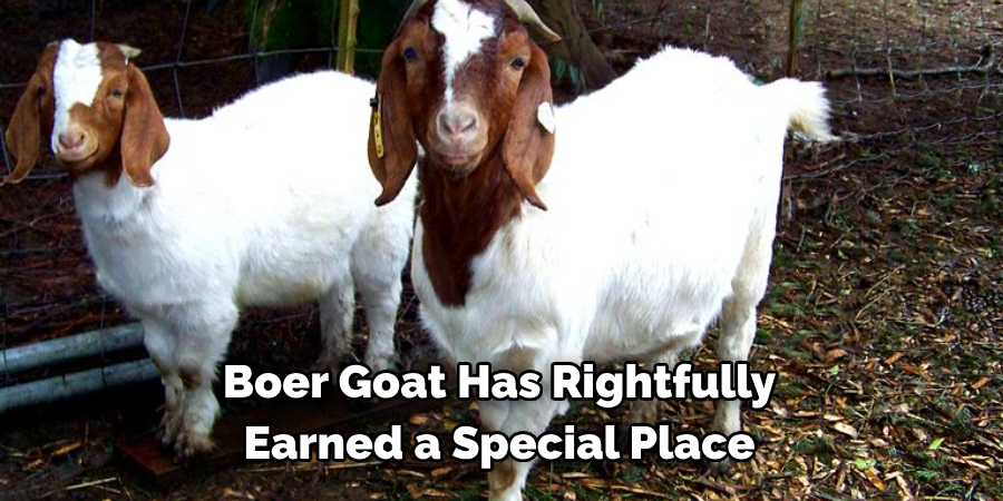 Boer Goat Has Rightfully 
Earned a Special Place
