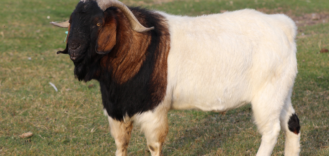 Boer Goat Spiritual Meaning