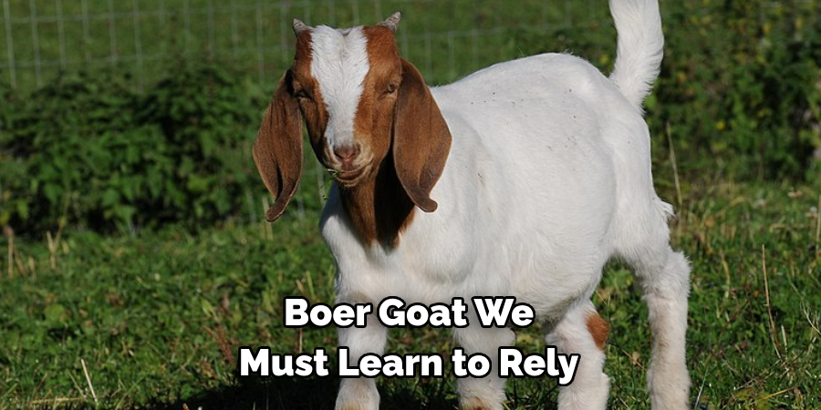 Boer Goat We
Must Learn to Rely