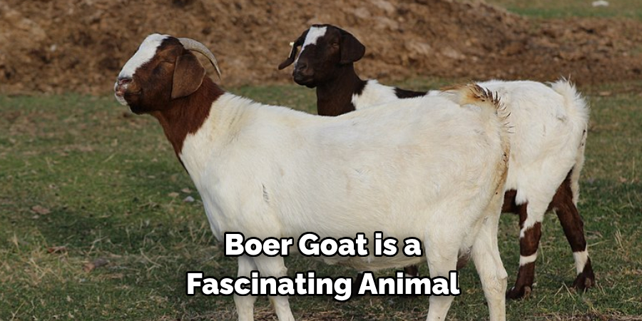  Boer Goat is a
 Fascinating Animal