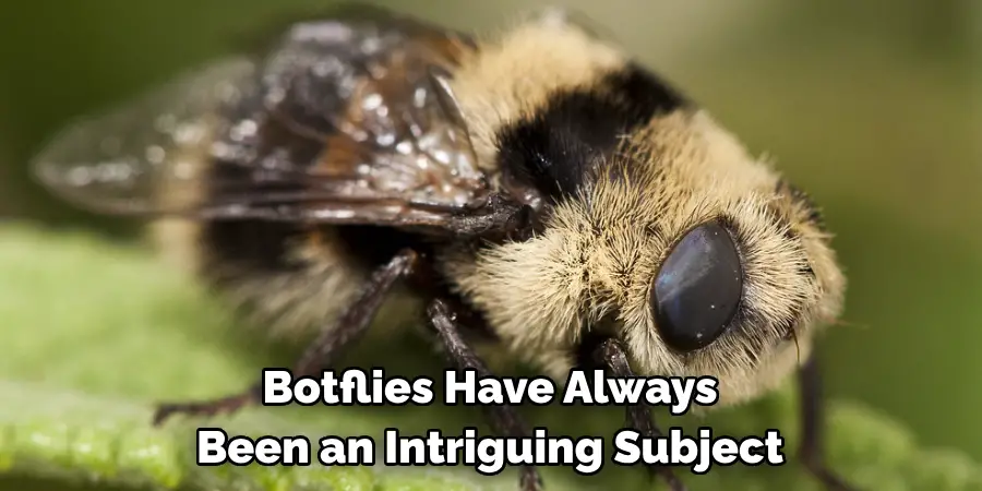 Botflies Have Always 
Been an Intriguing Subject