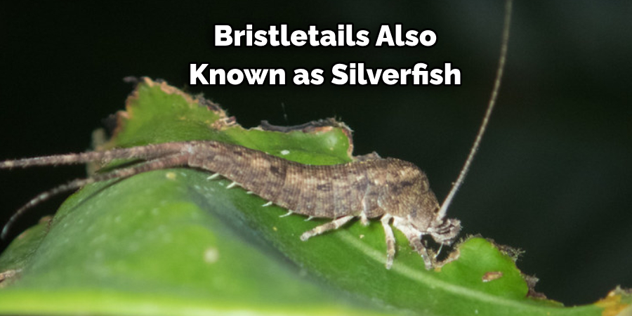 Bristletails Also Known as Silverfish