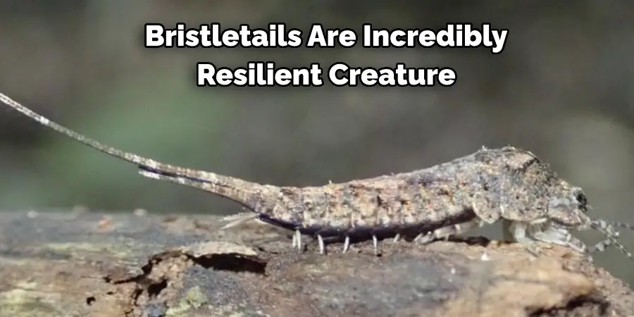 Bristletails Are Incredibly 
Resilient Creature
