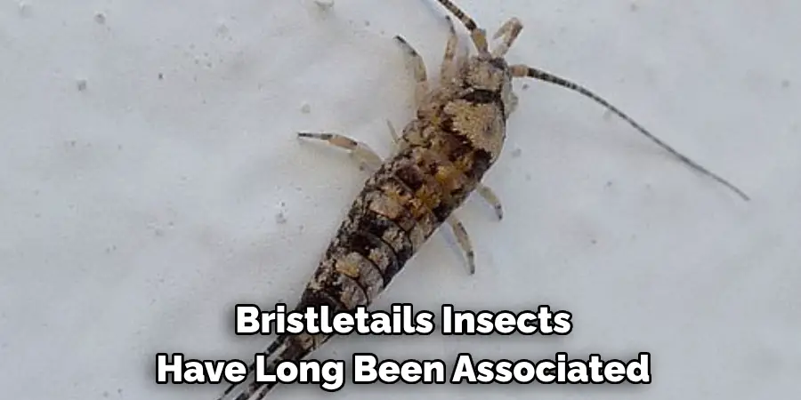 Bristletails Insects 
Have Long Been Associated