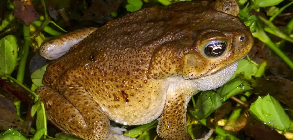 Cane Toad Spiritual Meaning