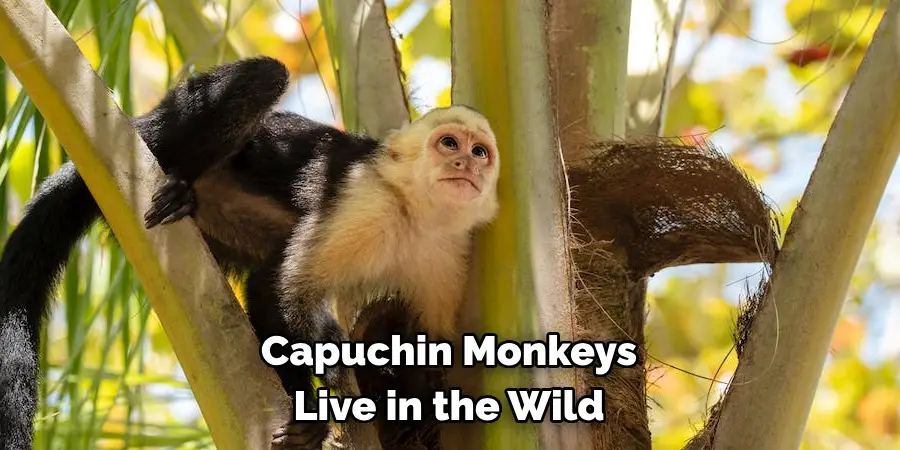 Capuchin Monkeys 
Live in the Wild