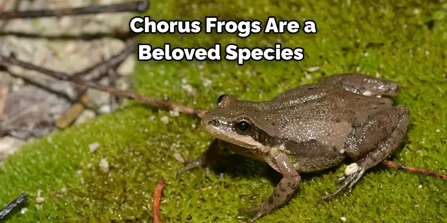 Chorus Frogs Are a 
Beloved Species 