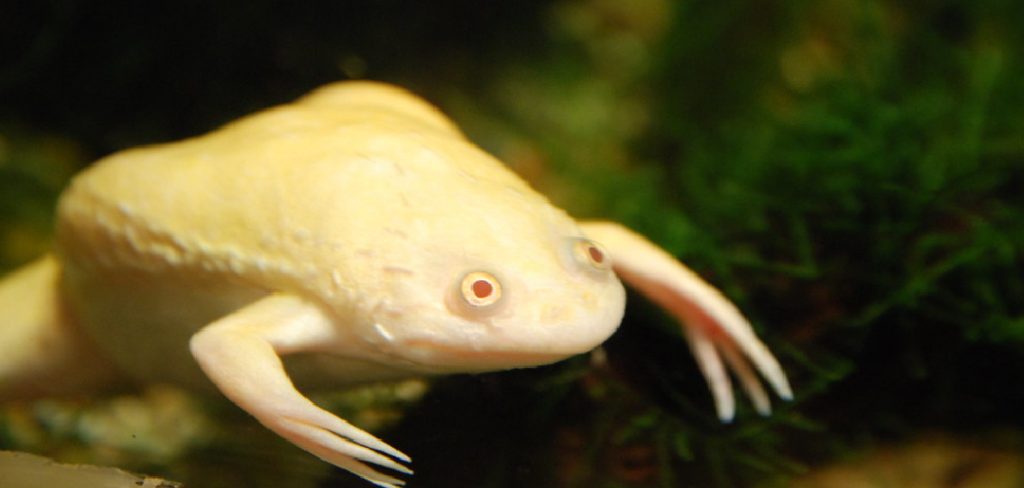 Clawed Frog Spiritual Meaning