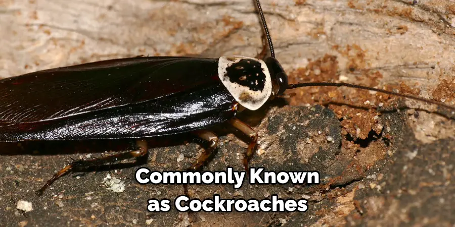 Commonly Known as Cockroaches