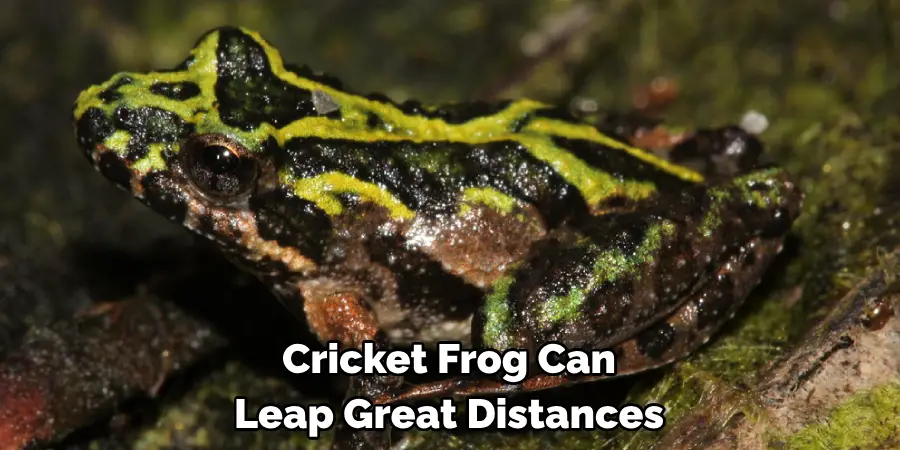 Cricket Frog Can 
Leap Great Distances