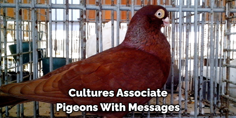 Cultures Associate 
Pigeons With Messages