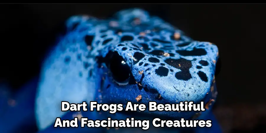 Dart Frogs Are Beautiful 
And Fascinating Creatures
