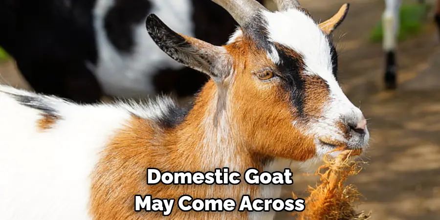 Domestic Goat 
May Come Across