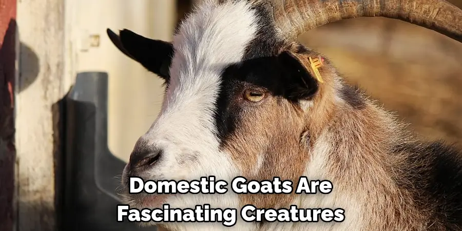 Domestic Goats Are 
Fascinating Creatures