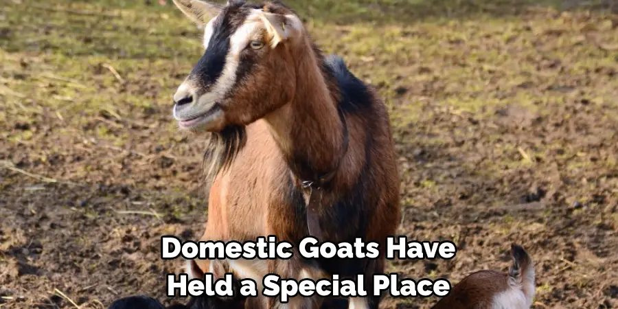 Domestic Goats Have 
Held a Special Place