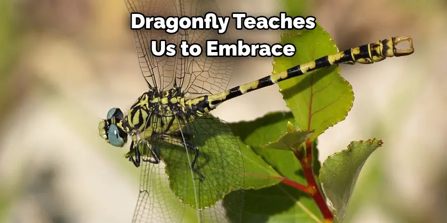 Dragonfly Teaches 
Us to Embrace