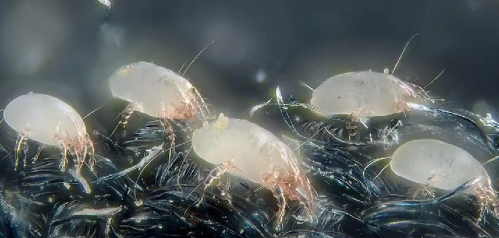 Dust Mite Spiritual Meaning