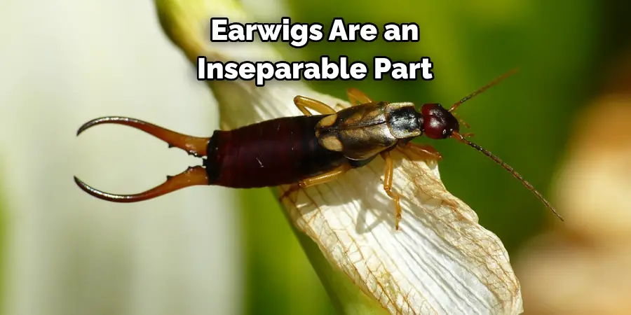 Earwigs Are an
Inseparable Part