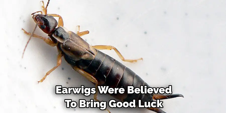 Earwigs Were Believed 
To Bring Good Luck