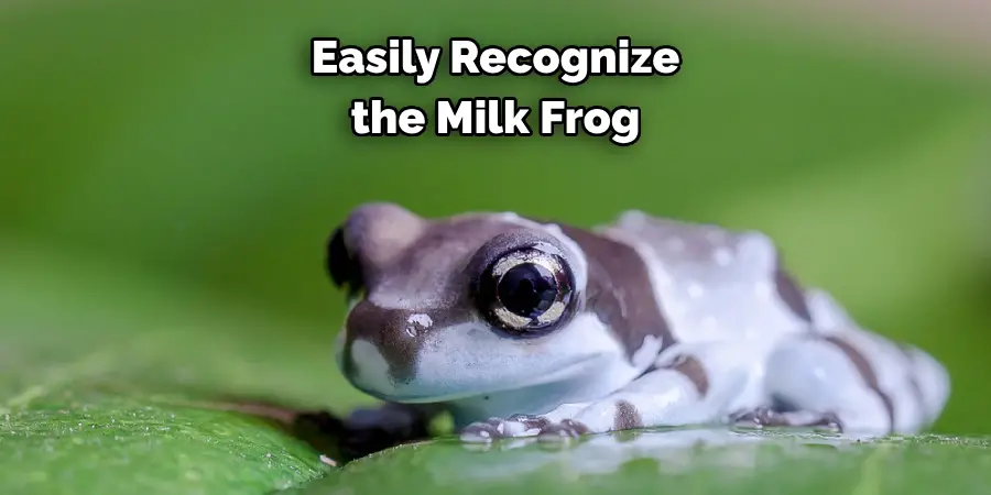 Easily Recognize the Milk Frog