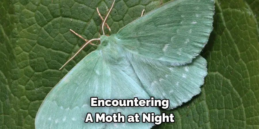 Encountering 
A Moth at Night