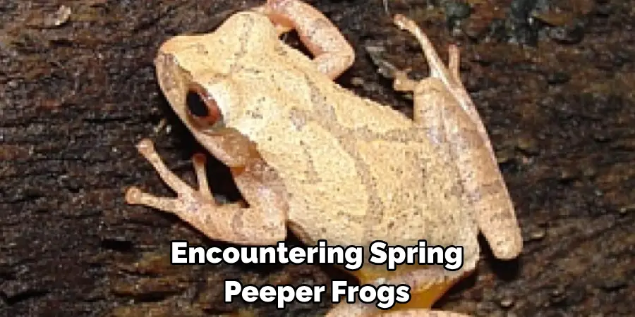 Encountering Spring 
Peeper Frogs 