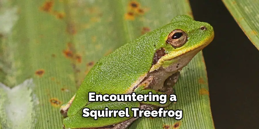 Encountering a 
Squirrel Treefrog