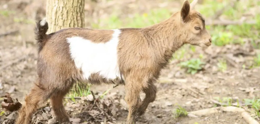 Fainting Goat Spiritual Meaning