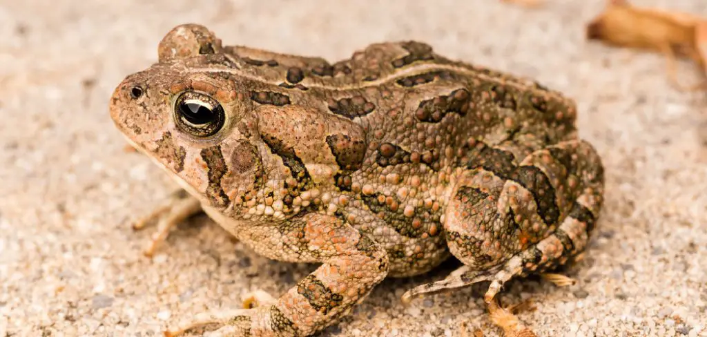 Fowler's Toad Spiritual Meaning