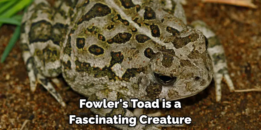 Fowler's Toad is a Fascinating Creature