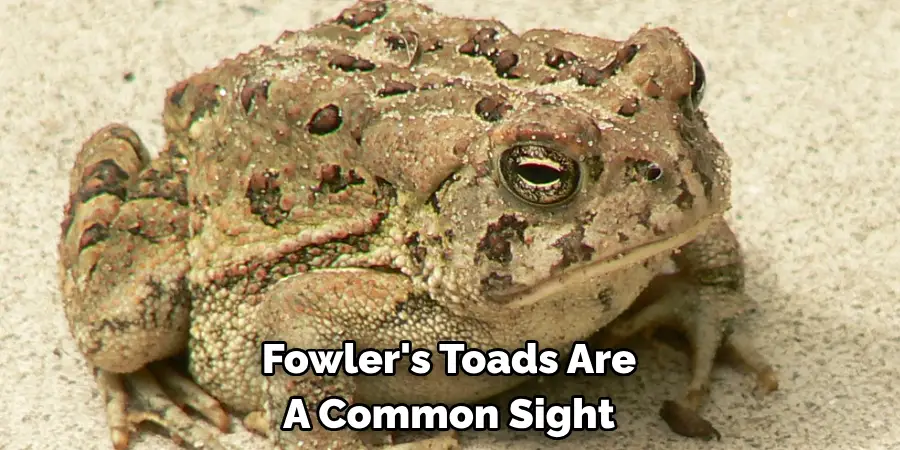 Fowler's Toads Are 
A Common Sight