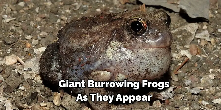 Giant Burrowing Frogs 
As They Appear