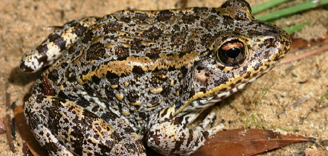 Gopher Frog Spiritual Meaning