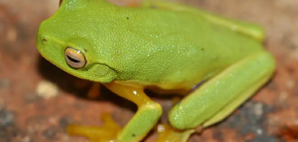 Graceful Tree Frog Spiritual Meaning