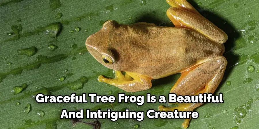 Graceful Tree Frog is a Beautiful
And Intriguing Creature