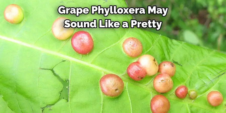 Grape Phylloxera May 
Sound Like a Pretty