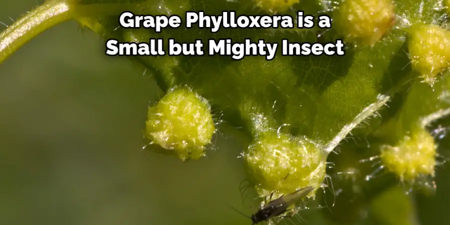 Grape Phylloxera is a 
Small but Mighty Insect