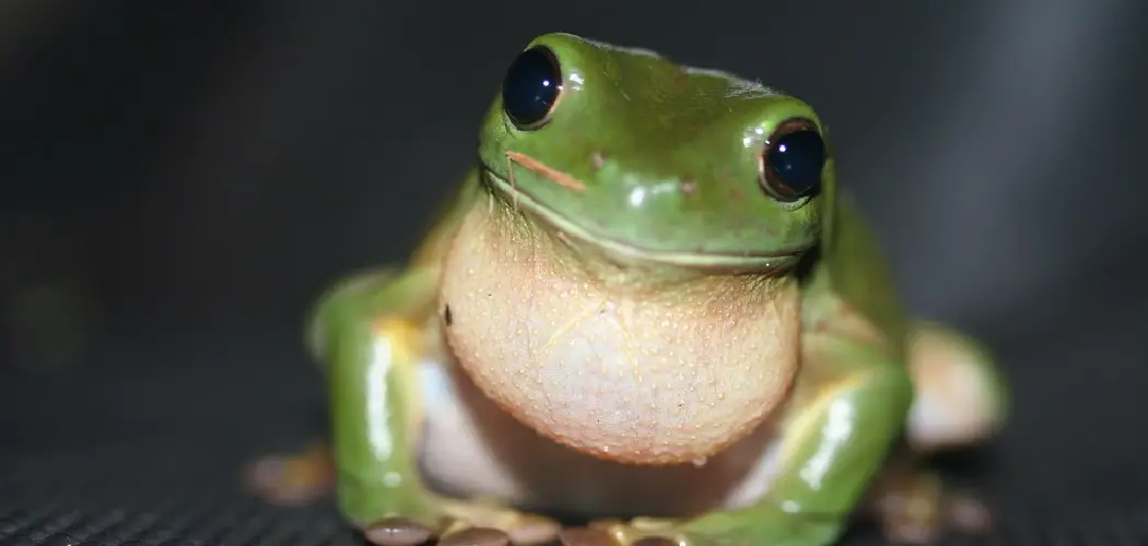 Green Tree Frog Spiritual Meaning