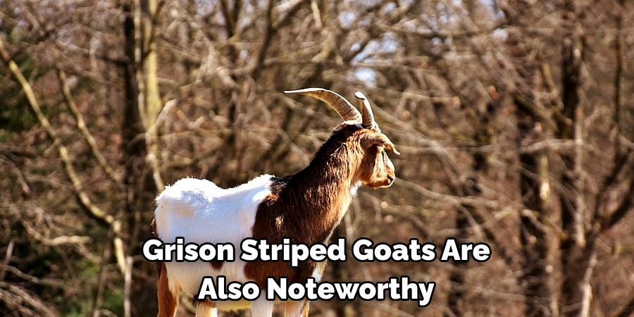 Grison Striped Goats Are 
Also Noteworthy