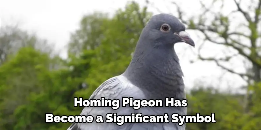 Homing Pigeon Has 
Become a Significant Symbol