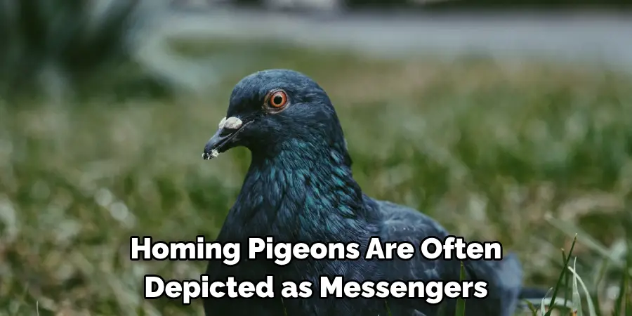 Homing Pigeons Are Often 
Depicted as Messengers