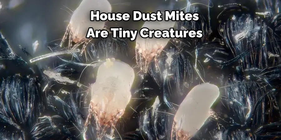 House Dust Mites 
Are Tiny Creatures