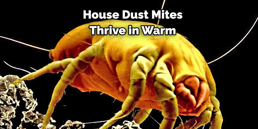 House Dust Mites 
Thrive in Warm